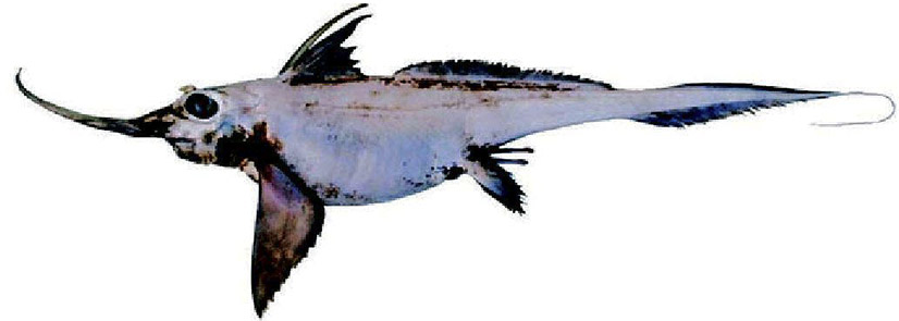 Harriotta raleighana_04.jpg